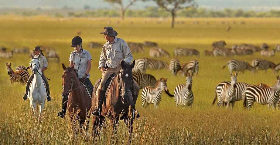  safari faru faru 